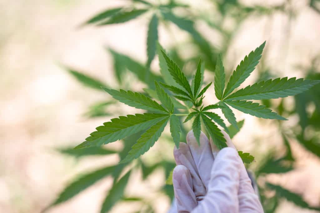 Hanfpflanze für medizinisches Cannabis